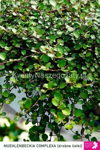 Muehlenbeckia Complexa Minero (drobne listki)