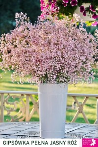 Gipsówka, Gypsophila  Festival Pink Lady  (Jasny Róż)