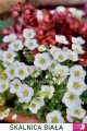 Skalnica Saxifraga Limerok (biała)