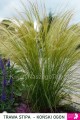 Trawa Stipa, Koński Ogon ( Pony tails )