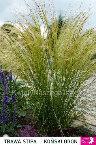 Trawa Stipa, Koński Ogon ( Pony tails )