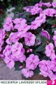 Niecierpek lawendowy, Sunpatiens Vigorous Lavender splach