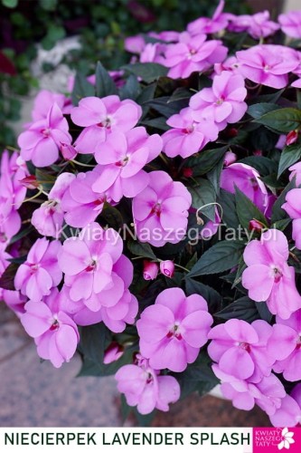 Niecierpek lawendowy, Sunpatiens Vigorous Lavender splach