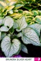 Brunera Silver Heart