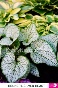 Brunera Silver Heart