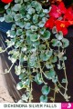 Dichondra Silver Falls