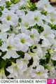 Petunia Conchita Grande White
