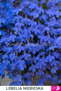 Lobelia niebieska