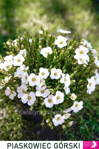 Piaskowiec Górski Arenaria Montana