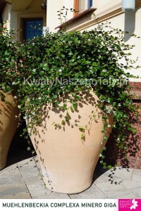 Mulenbekia Complexsa Minero Giga (duże listki)