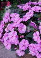 Niecierpek lawendowy, Sunpatiens Vigorous Lavender splach