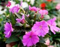 Niecierpek lawendowy, Sunpatiens Vigorous Lavender splach