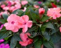 Niecierpek perłowy róż, Sunpatiens Vigorous rose pearl