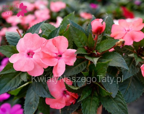Niecierpek perłowy róż, Sunpatiens Vigorous rose pearl