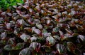 Begonia typ Dragon Megawatt różowy kwiat, brązowy liść