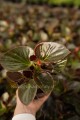 Begonia typ Dragon Megawatt różowy kwiat, brązowy liść