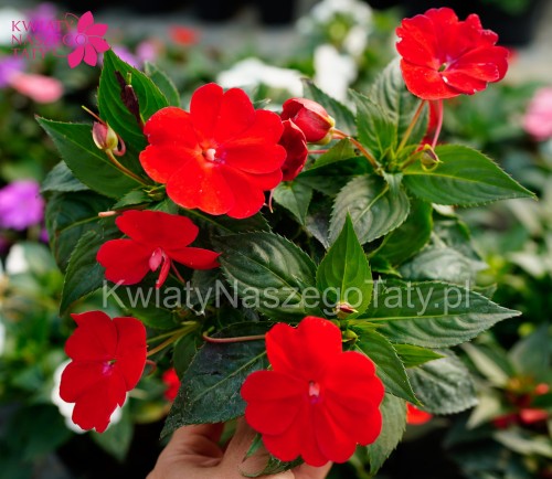 Niecierpek Czerwony, Sunpatiens Vigorous Scarlet