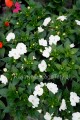 Niecierpek biały , Sunpatiens Vigorous clear white
