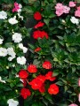 Niecierpek biały ,Sunpatiens Vigorous clear white