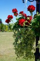 Pelargonia Calliope czerwona