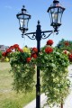 Pelargonia Calliope czerwona