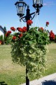 Pelargonia Calliope czerwona