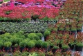 Skalnica Saxifraga Pixi Pan Red (czerwona)