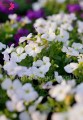 Żagwin biały, Aubrieta Gracilis white