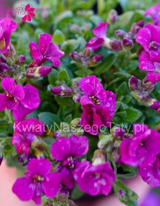 Żagwin neonowy róż  Florado Rose Red