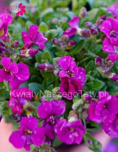 Żagwin neonowy róż Florado Rose Red