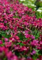 Żagwin ciemny róż Axcent Burgundy