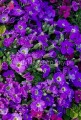 Żagwin fioletowy Axcent Deep Purple