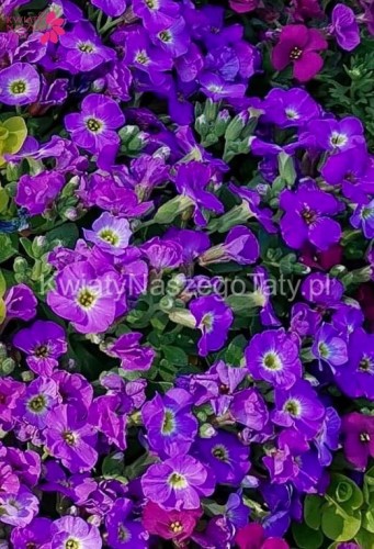 Żagwin fioletowy Axcent Deep Purple