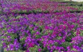 Żagwin fioletowy Axcent Deep Purple