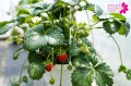 Truskawka ozdobna wisząca (Fragaria Ananassa Beltran) - biała