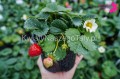 Truskawka ozdobna wisząca (Fragaria Ananassa Beltran) - biała