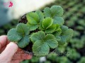 Truskawka ozdobna wisząca (Fragaria Ananassa Beltran) - biała