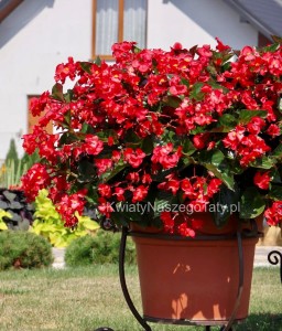 Begonia typ Dragon Megawatt Czerwony kwiat zielony liść 
