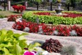 Begonia typ Dragon Megawatt Czerwony kwiat zielony liść