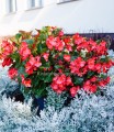 Begonia typ Dragon Megawatt Czerwony kwiat zielony liść