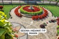 Begonia typ Dragon Megawatt Czerwony kwiat zielony liść