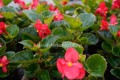 Begonia typ Dragon Megawatt Czerwony kwiat zielony liść