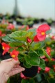 Begonia typ Dragon Megawatt Czerwony kwiat zielony liść