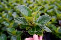 Begonia typ Dragon Megawatt Czerwony kwiat zielony liść