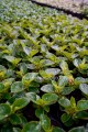 Begonia typ Dragon Megawatt Czerwony kwiat zielony liść