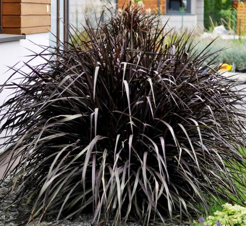 Rozplenica Słoniowa 'Vertigo'