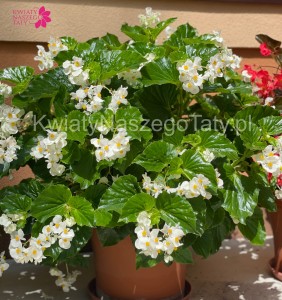 Begonia typ Dragon Megawatt  biały kwiat,  zielony liść 