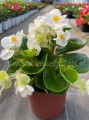 Begonia typ Dragon Megawatt biały kwiat, zielony liść