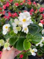 Begonia typ Dragon Megawatt biały kwiat, zielony liść