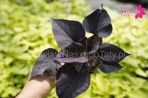 Ipomea (wilec) Jet Black o ciemno purpurowych liściach